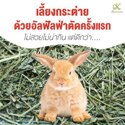 เลี้ยงกระต่ายด้วยอัลฟัลฟ่าตัดครั้งแรก ไม่สวยไม่น่ากิน แต่ดีกว่า 