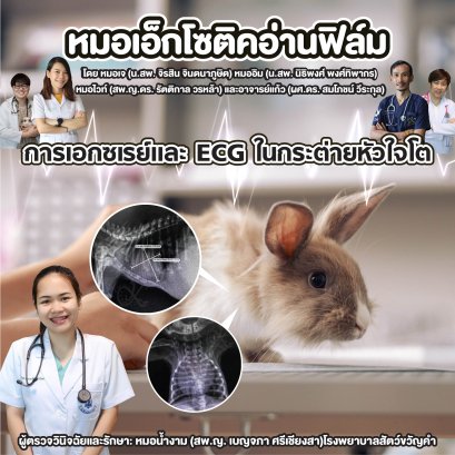 หมอเอ็กโซติกอ่านฟิล์ม “การเอกซเรย์และ ECG ในกระต่ายหัวใจโต” 