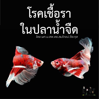 โรคเชื้อราในปลาสวยงาม