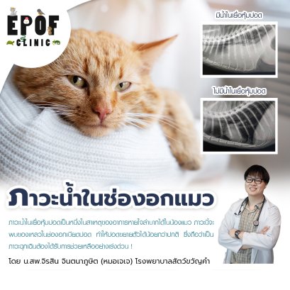 The Cat's Difficulty Breathing and Pleural Effusion