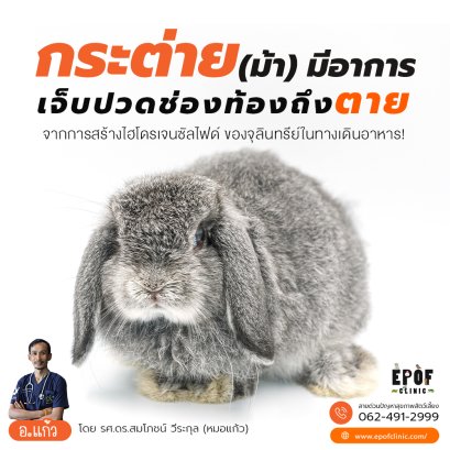 กระต่าย (ม้า) มีอาการเจ็บปวดช่องท้องถึงตายจากการสร้างไฮโดรเจนซัลไฟด์ของจุลินทรีย์ในทางเดินอาหาร!