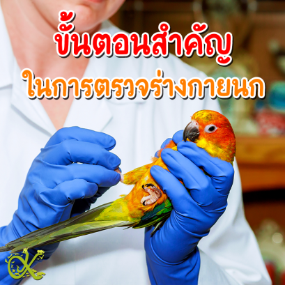 ขั้นตอนสำคัญ ในการตรวจร่างกายนก