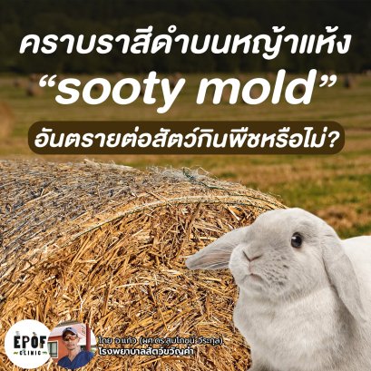 คราบราสีดำ sooty mold บนหญ้าแห้ง? อันตรายต่อสัตว์กินพืชหรือไม่?