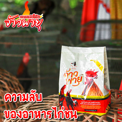 ความลับของอาหารไก่ชน  “จ้าวพายุ”
