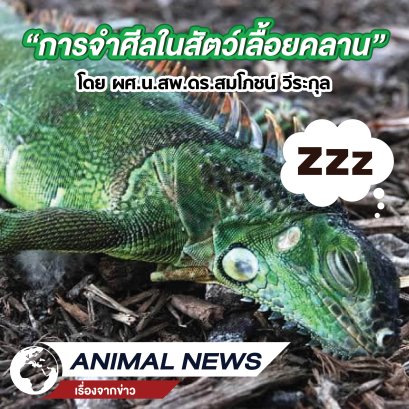 เรื่องจากข่าว! “การจำศีลในสัตว์เลื้อยคลาน”