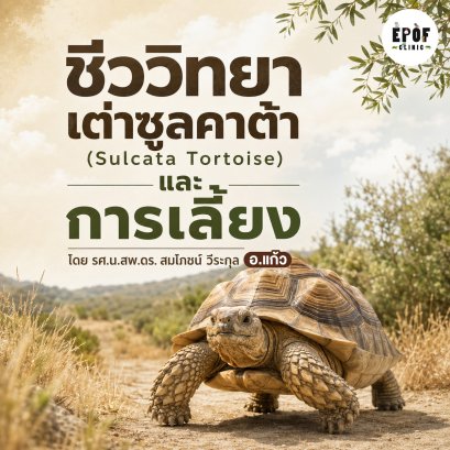 ชีววิทยาเต่าซูลคาต้า (Sulcata Tortoise) และการเลี้ยง