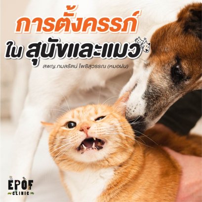 การตั้งครรภ์หมาแมว