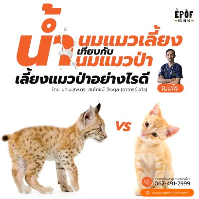 Domestic Cat Milk vs. Wild Cat Milk: How Should We Care for Wild Cats Properly?