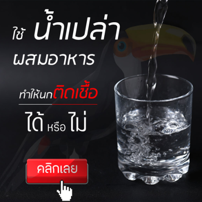 น้ำเปล่าผสมอาหาร ทำให้นกติดเชื้อได้หรือไม่ ? และกระเพาะพักค้างนานเกิดจากอะไร ?