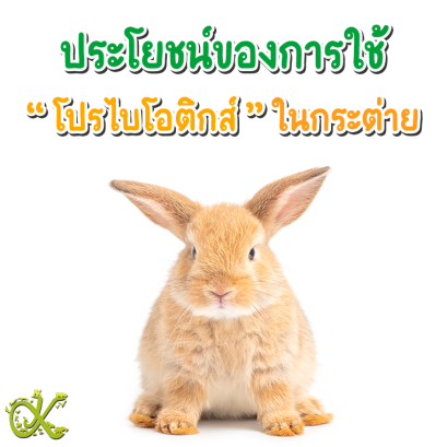 ประโยชน์ของการใช้โปรไบโอติกส์ในกระต่าย
