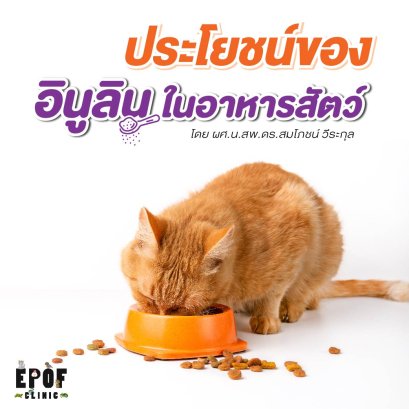 ประโยชน์ของอินูลินในอาหารสัตว์: สุนัข แมว กระต่าย หนู 