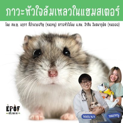 ภาวะหัวใจล้มเหลวในแฮมสเตอร์ 