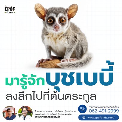 มารู้จักบุชเบบี้ ลงลึกไปที่ต้นตระกูล