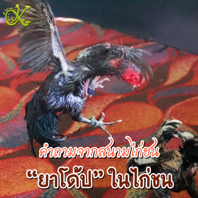 “ยาโด้ป” ในไก่ชน