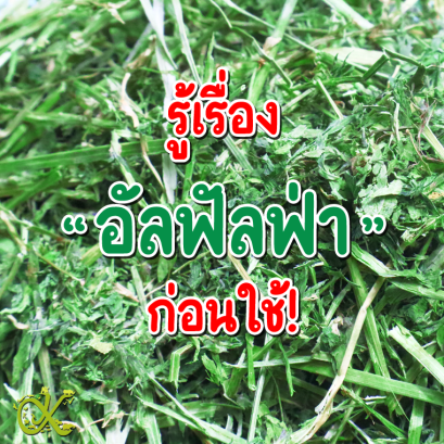 รู้เรื่องอัลฟัลฟ่าก่อนใช้!