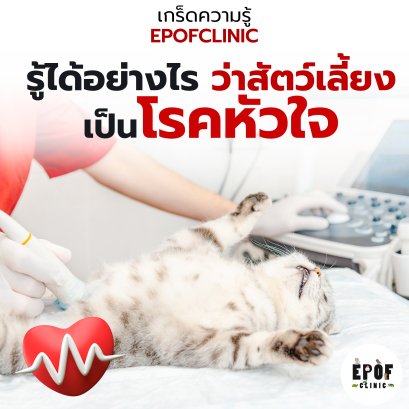 How to Know If Our Pet Has Heart Disease