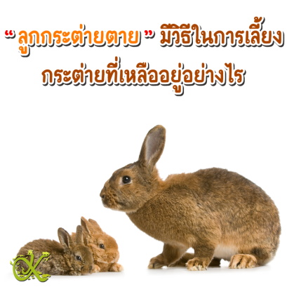 ลูกกระต่ายตาย มีวิธีปฏิบัติในการเลี้ยงกระต่ายที่เหลืออยู่อย่างไร