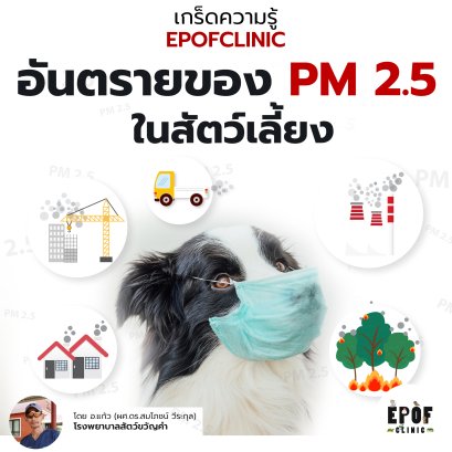 The Dangers of PM 2.5 in Pets
