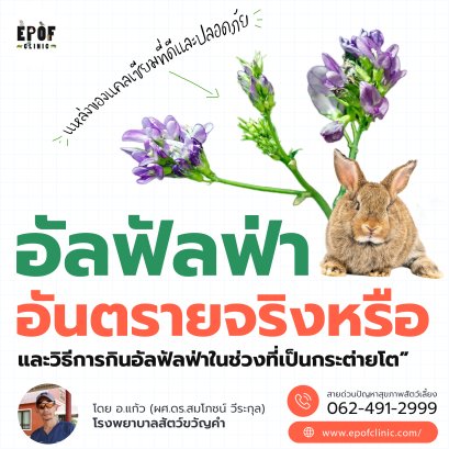 อัลฟัลฟ่าอันตรายจริงหรือ และวิธีการกินอัลฟัลฟ่าในช่วงที่เป็นกระต่ายโต
