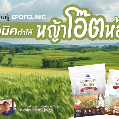 Techniques to Make Oat Grass Fragrant and Appetizing