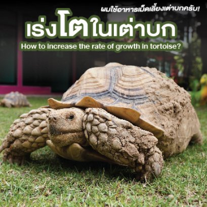เร่งโตในเต่าบก How to increase the rate of growth in tortoise?