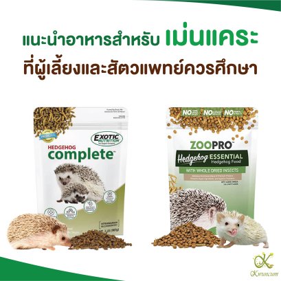 แนะนำอาหารสำหรับเม่นแคระที่ผู้เลี้ยงและสัตวแพทย์ควรศึกษา