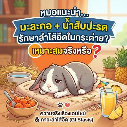 หมอแนะนำให้ใช้มะละกอและน้ำสับปะรดรักษาภาวะลำไส้อืดในกระต่าย? เหมาะสมจริงหรือ ?
