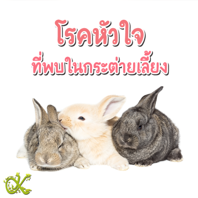 โรคหัวใจที่พบในกระต่ายเลี้ยง 