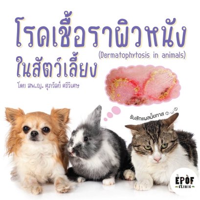 โรคเชื้อราผิวหนัง (Dermatophytosis in animals)