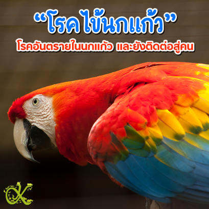 “โรคไข้นกแก้ว” โรคอันตรายในนกแก้ว และยังติดต่อสู่คน