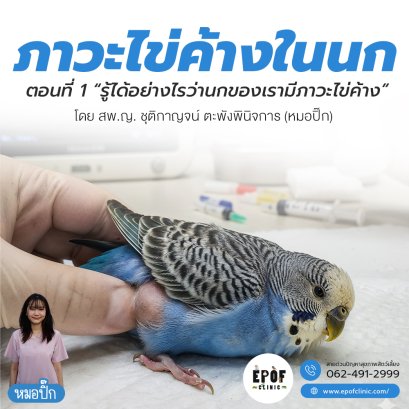 ไข่ค้างในนก ตอนที่ 1 รู้ได้อย่างไรว่านกของเรามีภาวะไข่ค้าง