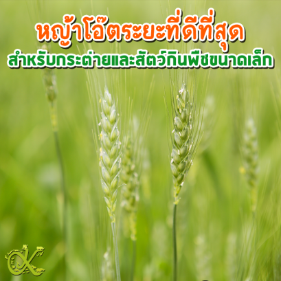 หญ้าโอ๊ตระยะที่ดีที่สุดสำหรับกระต่ายและสัตว์กินพืชขนาดเล็ก