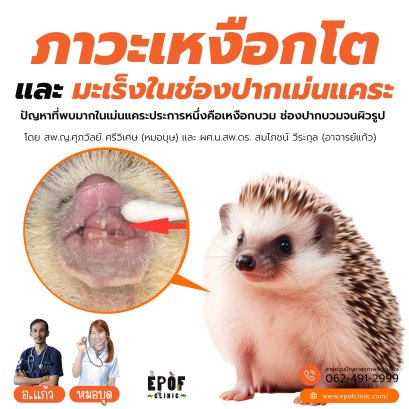 Gingival Hyperplasia and Oral Cancer in African Pygmy Hedgehogs