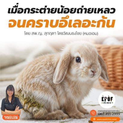 เมื่อกระต่ายน้อยถ่ายเหลวจนคราบอึเลอะก้น!