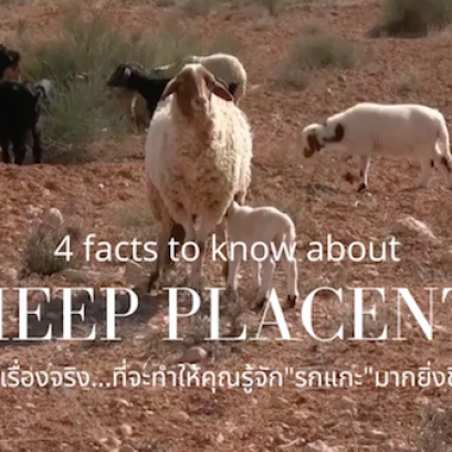 รกแกะ ดีต่อผิว ดีต่อใจ