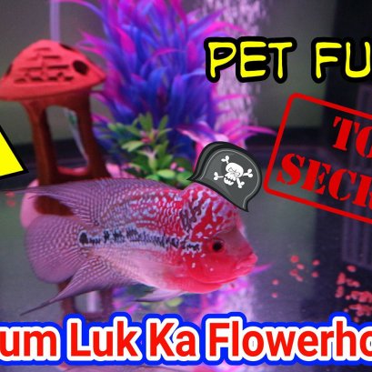 จำหน่ายปลาหมอสี