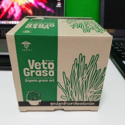 ชุดปลูกข้าวสาลีตกแต่งบ้าน ครบชุด พร้อมปลูก