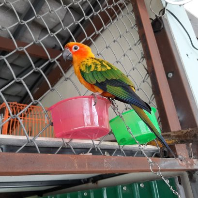 นกลูกป้อน ซันคอนัวร์ sunconure