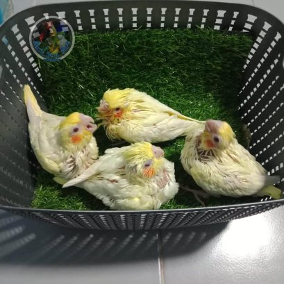 นกคอกคาเทล ลูกป้อน