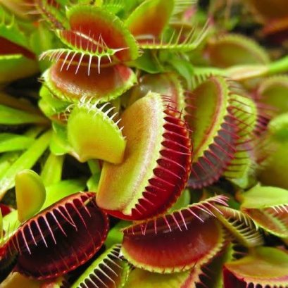 เมล็ดต้นกาบหอยแครง ต้นไม้กินแมลง Venus Flytrap