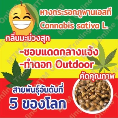 เมล็ดกัญชา