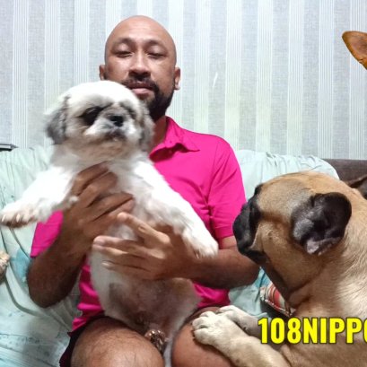 เฟรนบลูด็อกซ์และ ชิสุห์