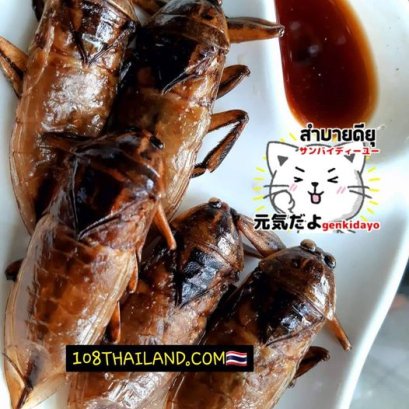 แมงดานา