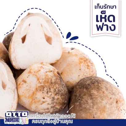 OTTO สาระน่ารู้ วิธีเก็บเห็ดฝาง