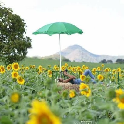 Sunflower & Flower Blooming at Khaoyai, Thailand