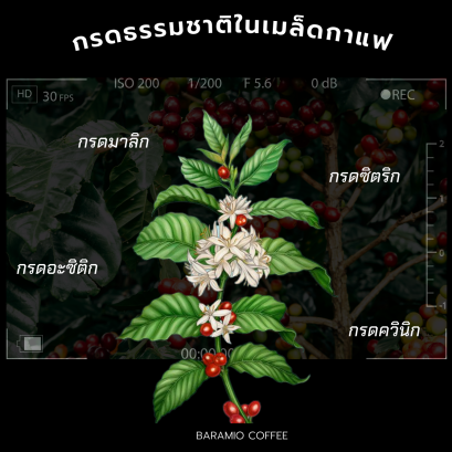 Acidity ความเปรี้ยวในเมล็ดกาแฟ