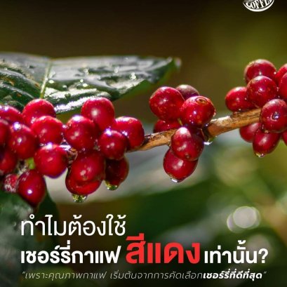เชอร์รี่กาแฟสุกเต็มที่ สำคัญอย่างไรต่อเมล็ดกาแฟคั่ว?