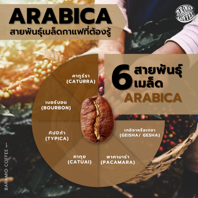 Arabica สายพันธุ์เมล็ดกาแฟที่ต้องรู้