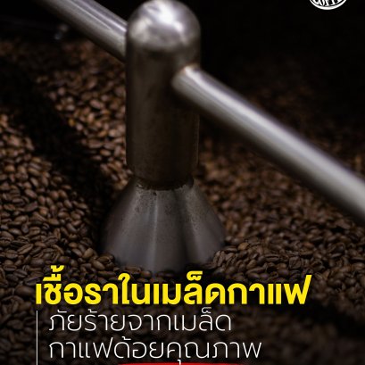 เชื้อราในเมล็ดกาแฟ ภัยร้ายจากกาแฟด้อยคุณภาพ