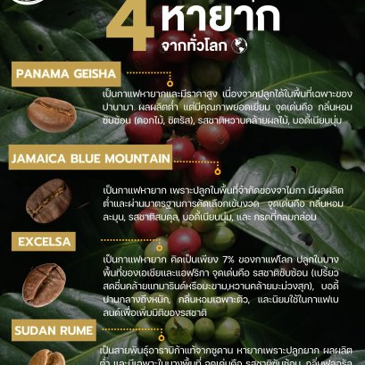 4 เมล็ดกาแฟสายพันธุ์หายากจากทั่วโลก 